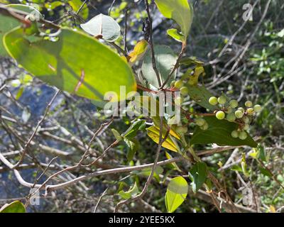 lorbeerblatt greenbrier (Smilax laurifolia) Stockfoto