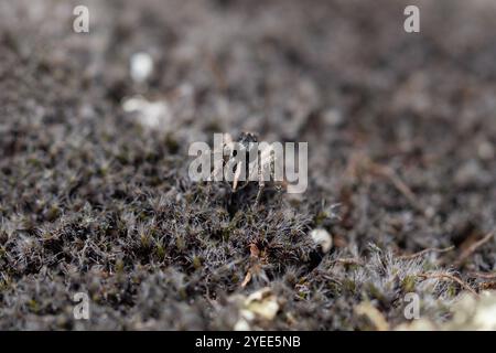 V-signierte Springspinne (Aelurillus V-insignitus) Stockfoto