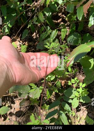 Kriechbeere (Symphoricarpos mollis) Stockfoto