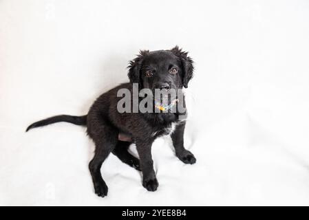 Schwarze Rasse mischte vier Monate alten Welpen mit neugierigem Gesicht auf weißem Hintergrund Stockfoto