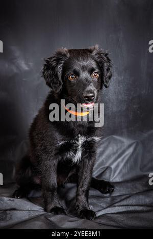 Niedliche schwarze Rasse gemischt vier Monate alten Welpen mit orangefarbenem Kragen Stockfoto