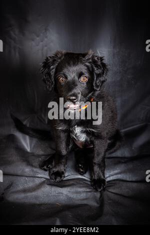 Niedliche schwarze Rasse gemischt vier Monate alten Welpen mit orangefarbenem Kragen Stockfoto