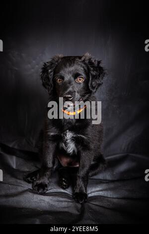 Niedliche schwarze Rasse gemischt vier Monate alten Welpen mit orangefarbenem Kragen Stockfoto