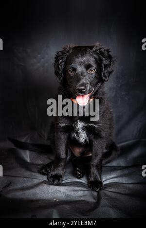 Schwarze Rasse mischte vier Monate alten Welpen mit Zunge auf schwarzem Hintergrund Stockfoto