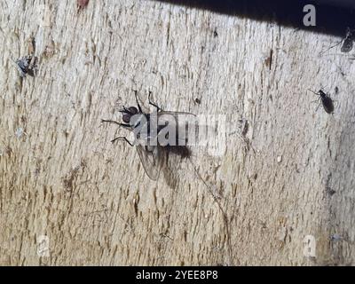 Australische Leafroller Tachinid (Trigonospila brevifacies) Stockfoto