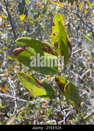 lorbeerblatt greenbrier (Smilax laurifolia) Stockfoto