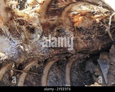 Margenhandel AAS Käfer (Oiceoptoma Noveboracense) Stockfoto