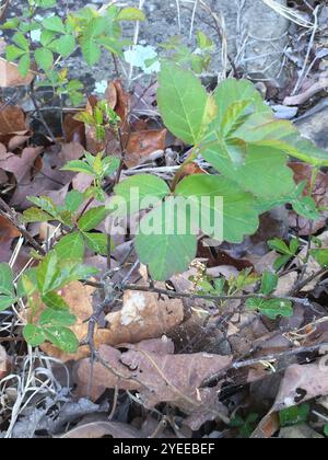 Atlantische Gifteiche (Toxicodendron pubescens) Stockfoto