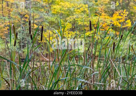 Nahaufnahme von hohen Stachelpflanzen vor Herbstlaub mit leuchtend grünen und gelben Bäumen im Hintergrund Stockfoto