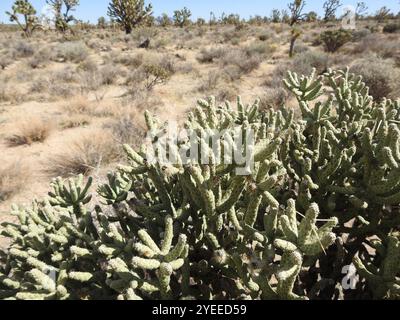 Verzweigte Bleistift Cholla (Cylindropuntia ramosissima) Stockfoto