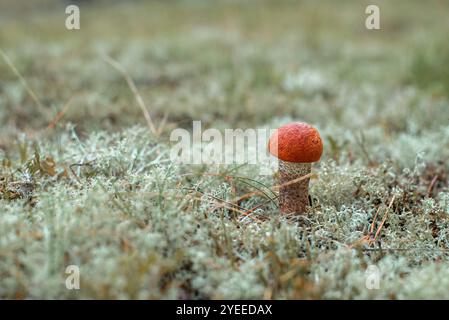 Leccinum vulpinum, allgemein bekannt als die Fuchsbolete, die im Wald unter Rentiermoos wächst Stockfoto