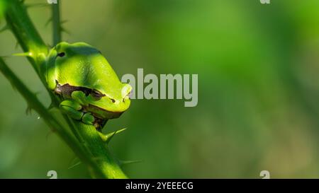 Baumfrosch, der auf einem Dornstrauch sitzt Stockfoto