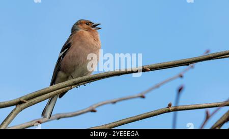 Singender Buchhalm auf einem Ast Stockfoto