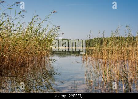 Kleiner Waldsee 'Ummis' in Lilaste, Lettland an sonnigen Sommertagen Stockfoto