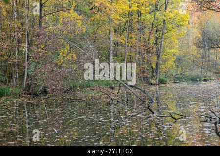 Herbstliche Waldszene mit einem Baum, der von Bibern gefällt wurde und teilweise in einem ruhigen See, umgeben von bunten Blättern, liegt Stockfoto