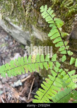 Westliches Maidenhair Farn (Adiantum aleuticum aleuticum) Stockfoto