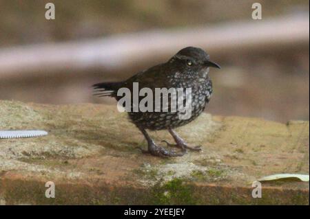 Streamkriecher (Lochmias nematura) Stockfoto