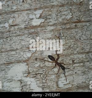 Gebänderte Zuckerante (Camponotus consobrinus) Stockfoto