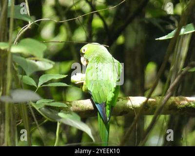 Papageiensittich (Eupsittula nana) Stockfoto