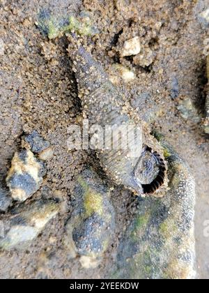 Japanisches falsches Cerith (Batillaria attramentaria) Stockfoto