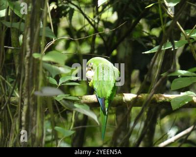 Papageiensittich (Eupsittula nana) Stockfoto
