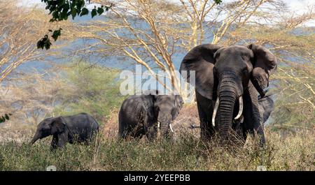 Buschelefant im Ngorongoro-Krater, Tansania, Ostafrika Stockfoto