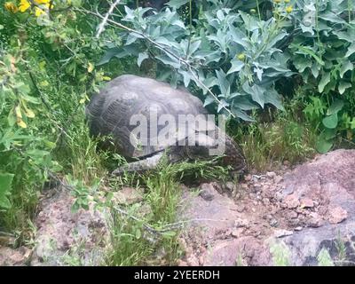 Sonora Wüstenschildkröte (Gopherus morafkai) Stockfoto