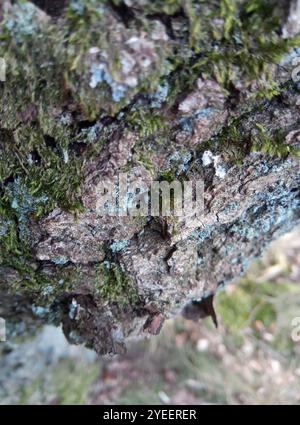 Heide-Sternmoos (Campylopus introflexus) Stockfoto
