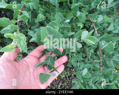 westliches weißes Geißblatt (Lonicera albiflora) Stockfoto