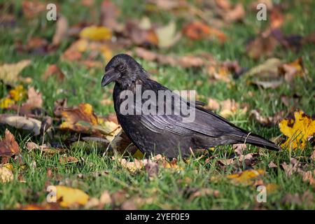 Eine Aaskrähe, Corvus Corone, sucht im Herbst im Gras nach Nahrung, die von einem Baum gefallen ist. Es ist von Blättern umgeben Stockfoto