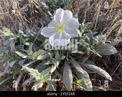 Kalifornische Nachtkerze (Oenothera californica) Stockfoto