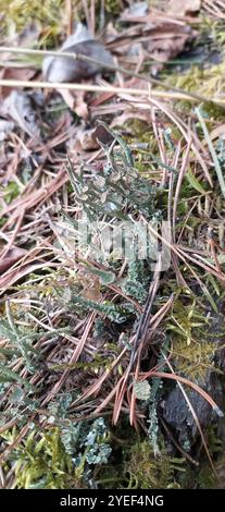 Gebräunte Pixie Flechten (Cladonia gracilis turbinata) Stockfoto