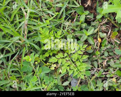 Java-Wassertropfkraut (Oenanthe javanica) Stockfoto