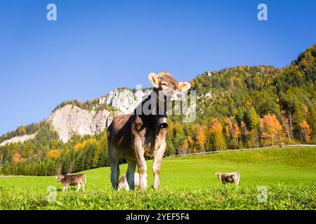 Kuh auf einer Alm, Trentino, Dolomiten Stockfoto