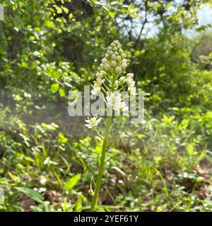 Nuttalls Deathcamas (Toxicoscordion nuttallii) Stockfoto