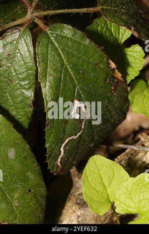 Goldenes Pigmy (Stigmella aurella) Stockfoto