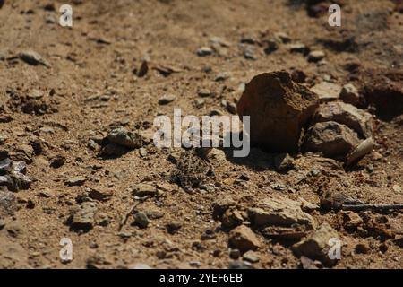 Blainville's Horned Lizard (Phrynosoma blainvillii) Stockfoto