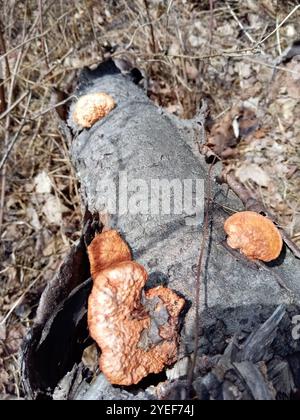 Nördliches Zinnober-Polypore (Trametes cinnabarina) Stockfoto