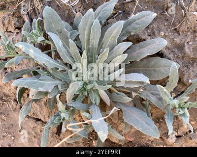 Kalifornische Nachtkerze (Oenothera californica) Stockfoto