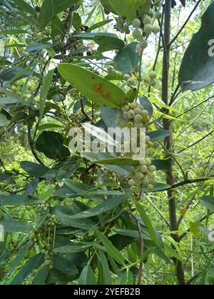 lorbeerblatt greenbrier (Smilax laurifolia) Stockfoto