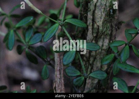 acorn peperomia (Peperomia tetraphylla) Stockfoto