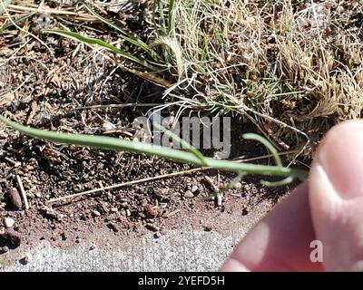 Mediterrane Schlangenwurzel (Scorzonera laciniata) Stockfoto