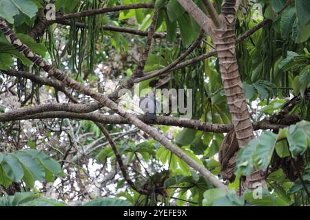 Rotschnabeltaube (Patagioenas flavirostris) Stockfoto