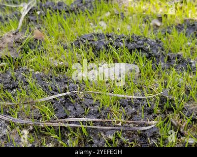 Mattenbildung Quillkraut (Isoetes tegetiformans) Stockfoto