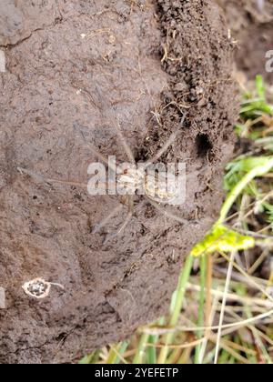 Riesenhausspinne (Eratigena duellica) Stockfoto