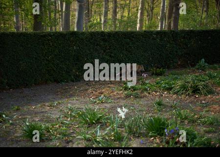 Europäischer roter Fuchs (Vulpes Vulpes Crucigera) Stockfoto