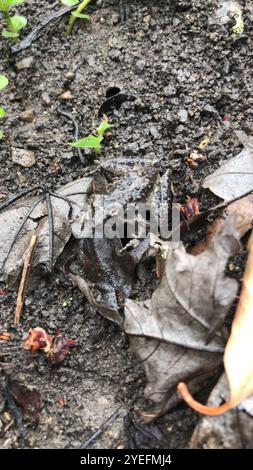 Blanchard's Cricket Frog (Acris blanchardi) Stockfoto