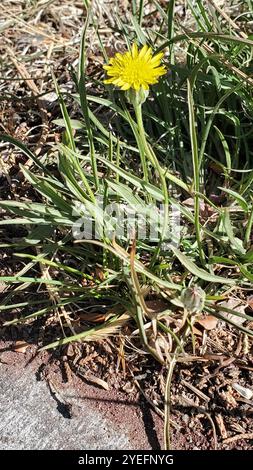 Mediterrane Schlangenwurzel (Scorzonera laciniata) Stockfoto