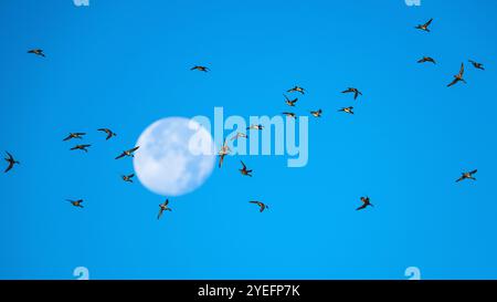 Herde von Northern Pintail, Anas acuta, Vögel im Flug mit dem Mond im Hintergrund Stockfoto