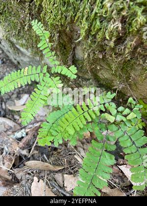 Westliches Maidenhair Farn (Adiantum aleuticum aleuticum) Stockfoto